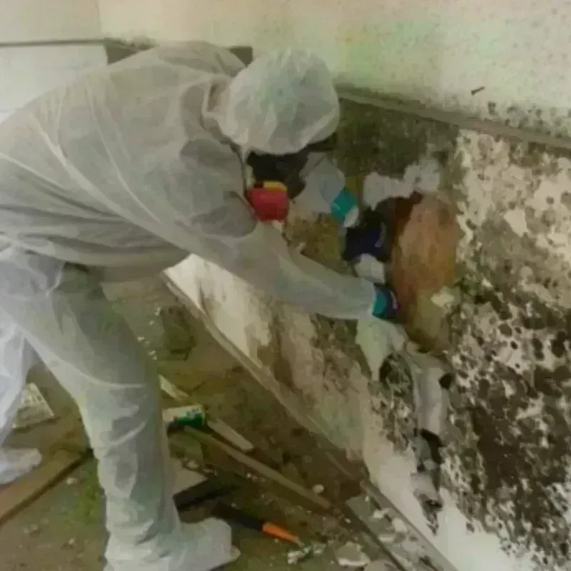 Mold Remediation and Removal in Saugus, MA